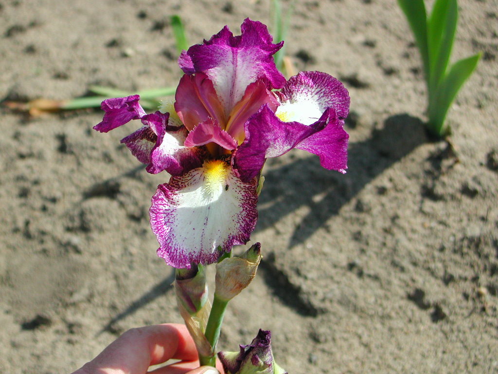 Iris germanica ‘Autumn Encore’