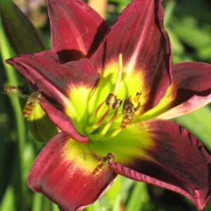 Hemerocallis ‘Night Beacon’