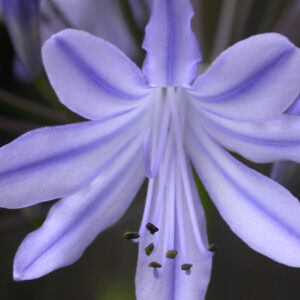 Agapanthus ‘Streamline’ – foto della pianta