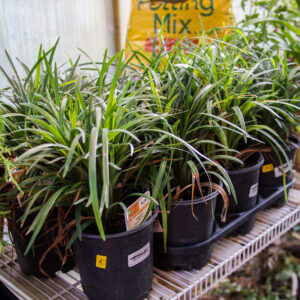 Liriope ‘Super Blue’