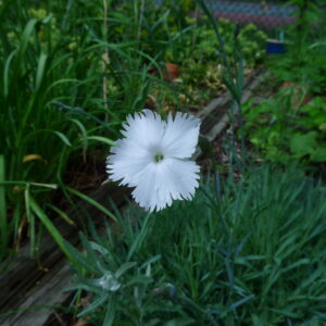 Dianthus plumarius ‘Albus’