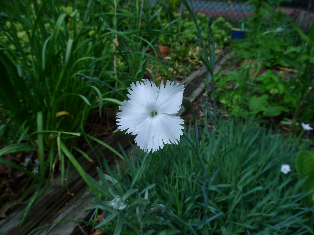 Dianthus plumarius ‘Albus’