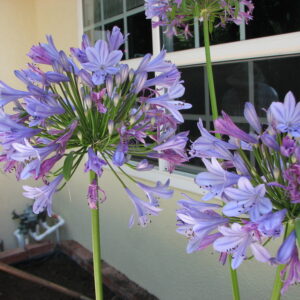 Agapanthus ‘Peter Pan’ – foto della pianta