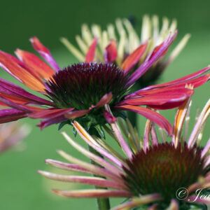 Echinacea purpurea ‘Hot Summer’ ®