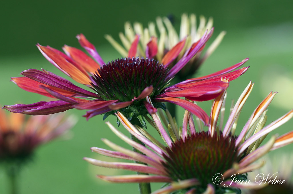 Echinacea purpurea ‘Hot Summer’ ®