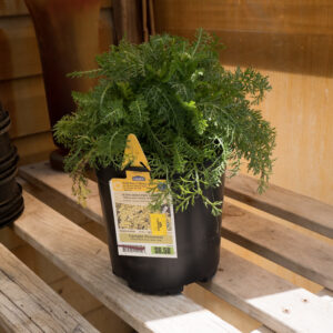 Achillea millefolium ‘Sunny Seduction’