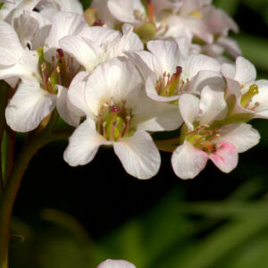Bergenia ‘Bressingham White’