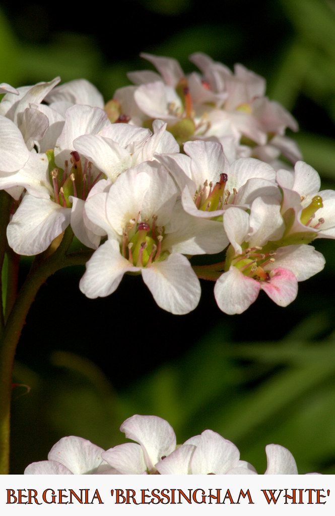 Bergenia ‘Bressingham White’