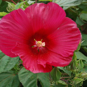 Hibiscus moscheutos ‘Robert Fleming’ ®
