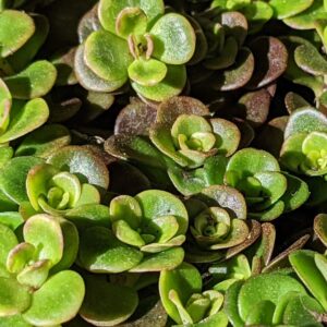 Sedum tetractinum ‘Coral Reef’ ®