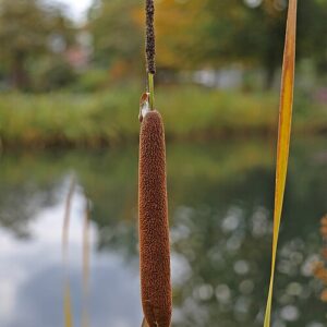 Typha angustifolia