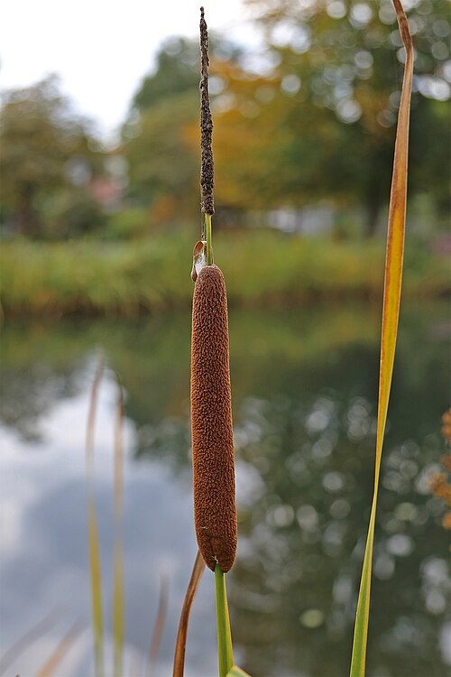 Typha angustifolia