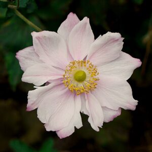 Anemone hyb. ‘Serenade’ – foto illustrativa della pianta