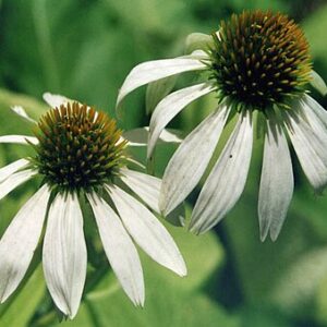 Echinacea purpurea ‘Alba’ – foto illustrativa della pianta