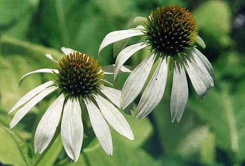 Echinacea purpurea ‘Alba’ – foto illustrativa della pianta