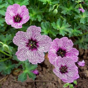 Geranium cinereum ‘Ballerina’ – foto illustrativa della pianta