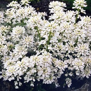Iberis sempervirens ‘Snowflake’ – foto illustrativa della pianta