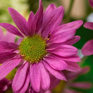 Aster dumosus ‘Wood’s pink’ – foto della pianta