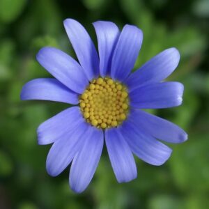 Felicia Coelestis