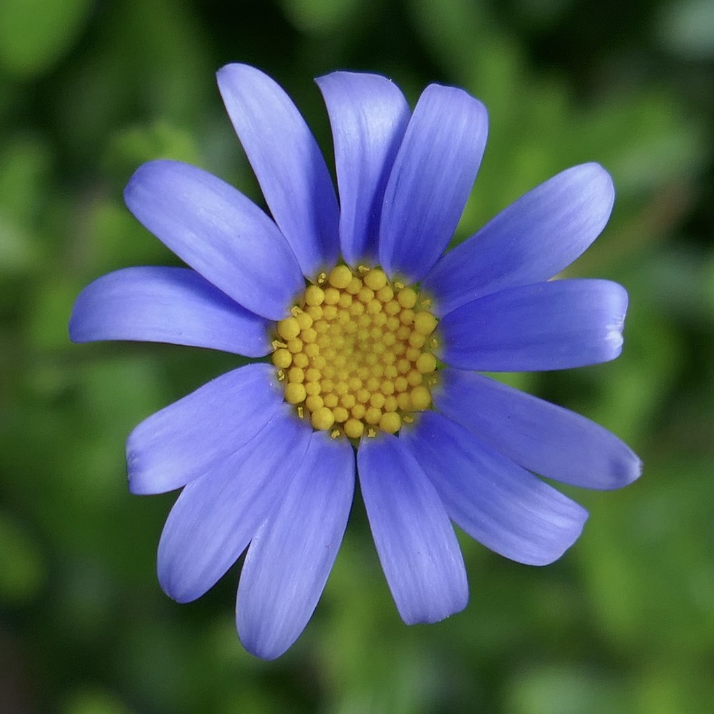 Felicia Coelestis