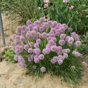 Allium ‘Millennium’ – foto della pianta