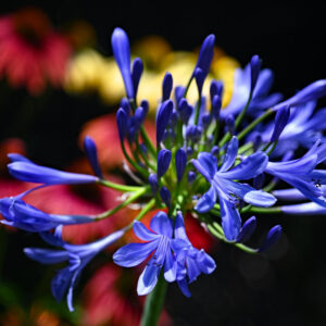 Agapanthus ‘Brilliant Blue’ ® – foto della pianta