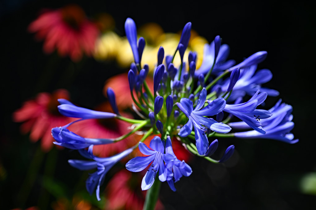 Agapanthus ‘Brilliant Blue’ ® – foto della pianta