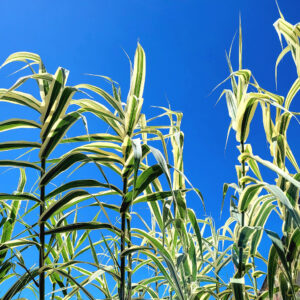Arundo donax ‘Variegato’