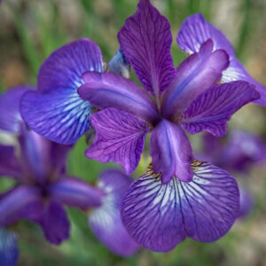 Iris sibirica ‘Sparkling Rose’