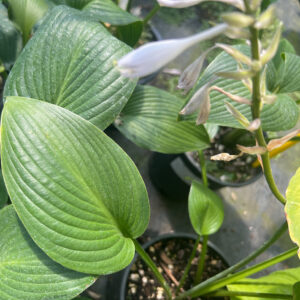 Hosta ‘Devon Green’