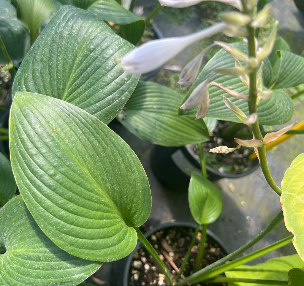 Hosta ‘Devon Green’
