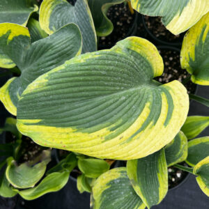 Hosta ‘Atlantis’ ®