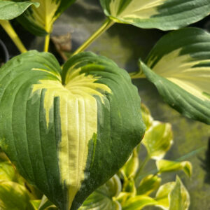 Hosta ‘Christmas Candy’ ®