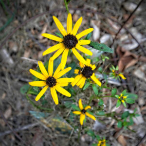 Rudbeckia fulgida ‘Little Goldstar’ ®