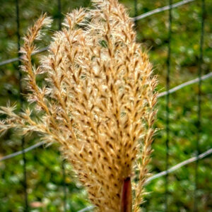 Miscanthus sinensis ‘Silbefeder’