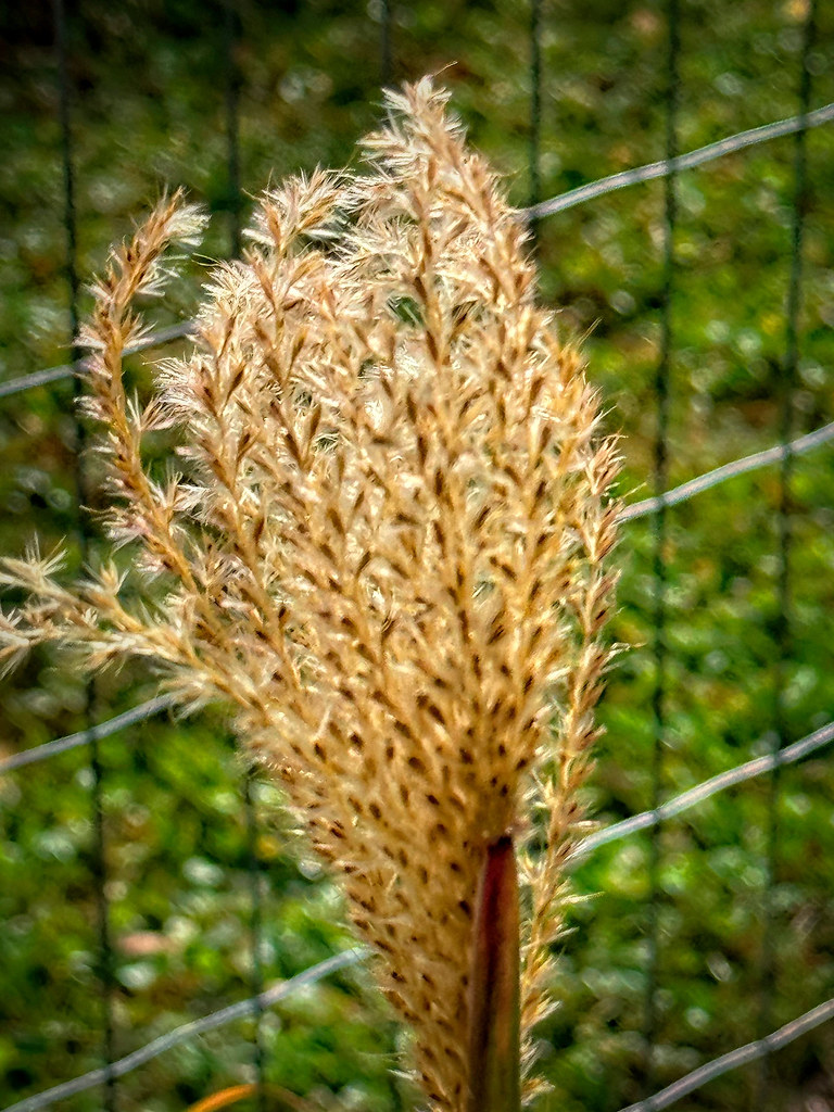 Miscanthus sinensis ‘Silbefeder’
