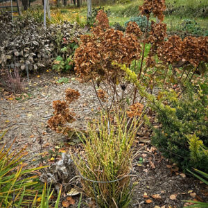 Miscanthus sinensis ‘Gold Breeze’ ® – foto della pianta