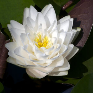 Nymphaea ‘Gonnere’