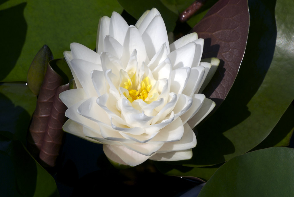 Nymphaea ‘Gonnere’