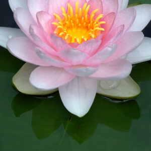 Nymphaea ‘Hollandia’