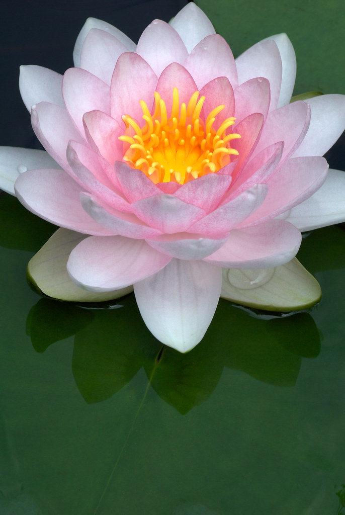 Nymphaea ‘Hollandia’