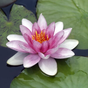 Nymphaea ‘Fabiola’
