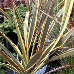 Phormium alison ‘Blackman’® – foto della pianta