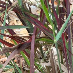 Panicum virgatum ‘Hot Rod’ ® – foto della pianta