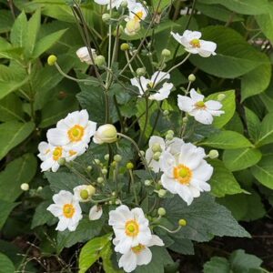 Anemone hyb. ‘Andrea Atkinson’ – foto della pianta
