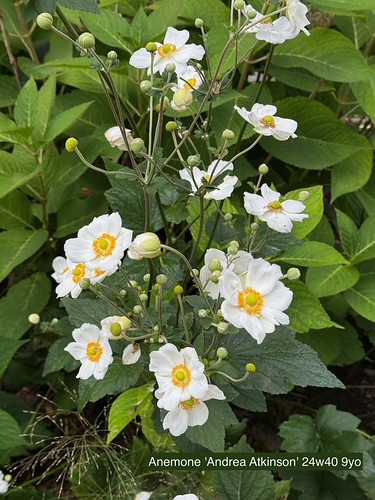 Anemone hyb. ‘Andrea Atkinson’ – foto della pianta