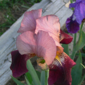 Iris germanica ‘Indian Chief’