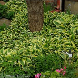 Hosta ‘Brim Cup’
