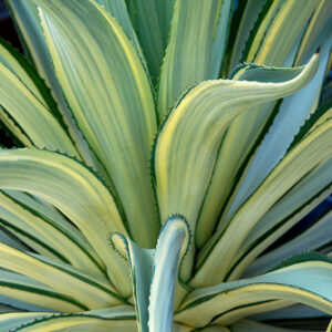 Agave desmettiana ‘Joe Hoak’