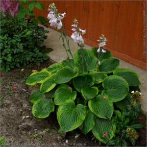 Hosta sieboldiana ‘France Williams’